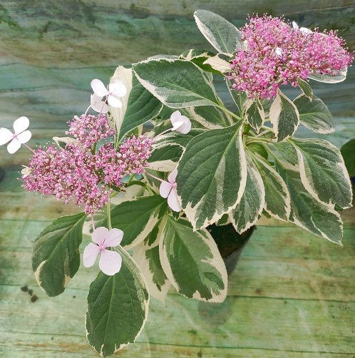гортензия macrophyla variegata